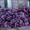 Dolce® 'Wildberry' Coral Bells 2 Dolce® 'Wildberry' Coral Bells -Garden Plants Store Heuchera Wildberry 2 P sw
