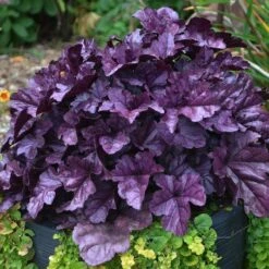 Dolce® 'Wildberry' Coral Bells -Garden Plants Store Heuchera Wildberry 3 P sw