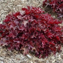 Dolce® 'Cherry Truffles' Coral Bells 9 Dolce® 'Cherry Truffles' Coral Bells -Garden Plants Store Heuchera Cherry Truffles 1 P sw