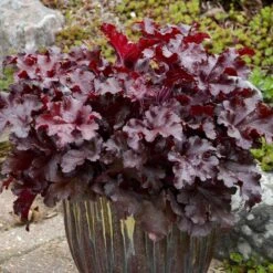 Dolce® 'Cherry Truffles' Coral Bells 10 Dolce® 'Cherry Truffles' Coral Bells -Garden Plants Store Heuchera Cherry Truffles 2 P sw