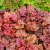 Primo® 'Peachberry Ice' Coral Bells -Garden Plants Store Heuchera Peachberry Ice 1 P