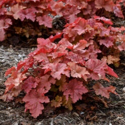 Primo® 'Peachberry Ice' Coral Bells -Garden Plants Store Heuchera Peachberry Ice 2 P