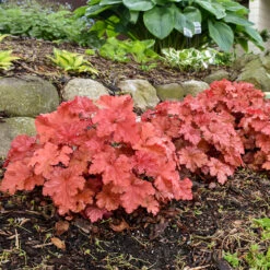 Primo® 'Peachberry Ice' Coral Bells -Garden Plants Store Heuchera Peachberry Ice 3 P