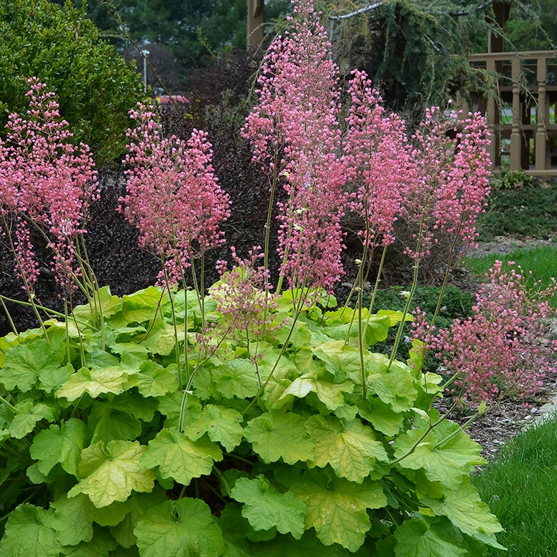 Primo® 'Pretty Pistachio' Coral Bells 4 Primo® 'Pretty Pistachio' Coral Bells - Image 2