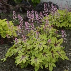 Fun And Games® 'Eye Spy' Foamy Bells 10 Fun And Games® 'Eye Spy' Foamy Bells -Garden Plants Store Heucherella Eye Spy 3 P sw