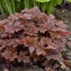 Fun And Games® 'Hopscotch' Foamy Bells -Garden Plants Store Heucherella Hopscotch 1 P sw