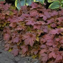 Fun And Games® 'Hopscotch' Foamy Bells -Garden Plants Store Heucherella Hopscotch 3 P sw