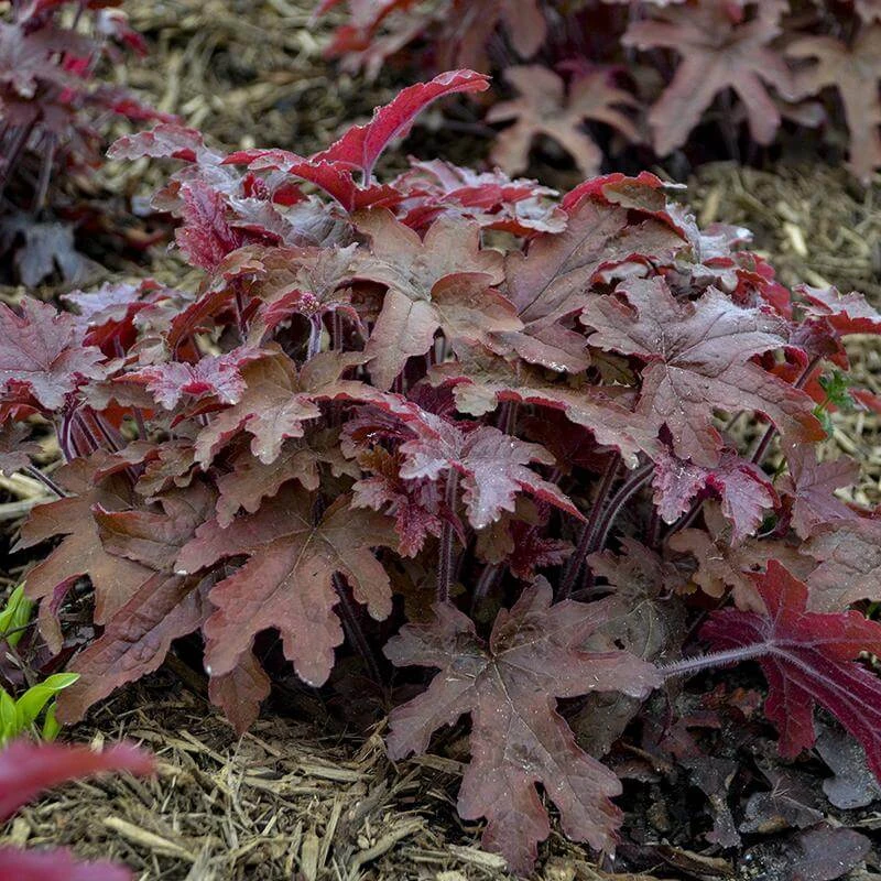 Fun And Games® 'Red Rover' Foamy Bells 4 Fun And Games® 'Red Rover' Foamy Bells - Image 2