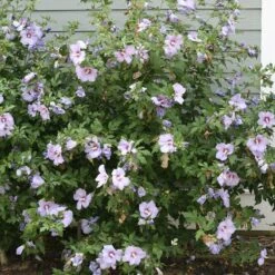 Azurri Blue Satin® Rose Of Sharon 8 Azurri Blue Satin® Rose Of Sharon -Garden Plants Store Hibiscus Azurri Blue Satin 3 P 0606f6d2 6998 4f8a 9b0b 871820dea8a7 sw