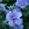 Blue Chiffon® Rose Of Sharon -Garden Plants Store Hibiscus Blue Chiffon 1 P fc30eb0e cbc8 4236 b496 2223ee7cebe9 sw