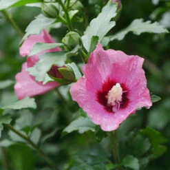 Lil' Kim® Red Rose Of Sharon -Garden Plants Store Hibiscus Lil Kim Red 1