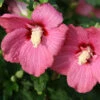 Lil' Kim® Red Rose Of Sharon -Garden Plants Store Hibiscus Lil Kim Red 3