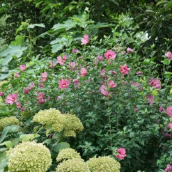 Lil' Kim® Red Rose Of Sharon -Garden Plants Store Hibiscus Lil Kim Red 4