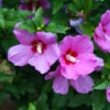 Lil' Kim® Violet Rose Of Sharon 1 Lil' Kim® Violet Rose Of Sharon -Garden Plants Store Hibiscus Lil Kim Violet 1