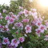 Orchid Satin® Rose Of Sharon 1 Orchid Satin® Rose Of Sharon -Garden Plants Store Hibiscus Orchid Satin 1