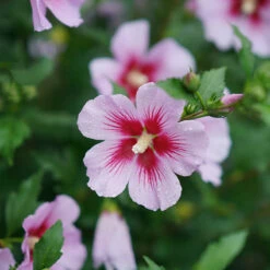 Orchid Satin® Rose Of Sharon -Garden Plants Store Hibiscus Orchid Satin 3