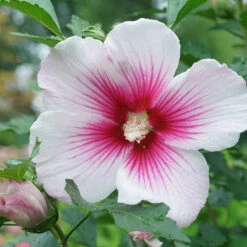 Paraplu Pink Ink® Rose Of Sharon -Garden Plants Store Hibiscus Paraplu Pink Ink 4