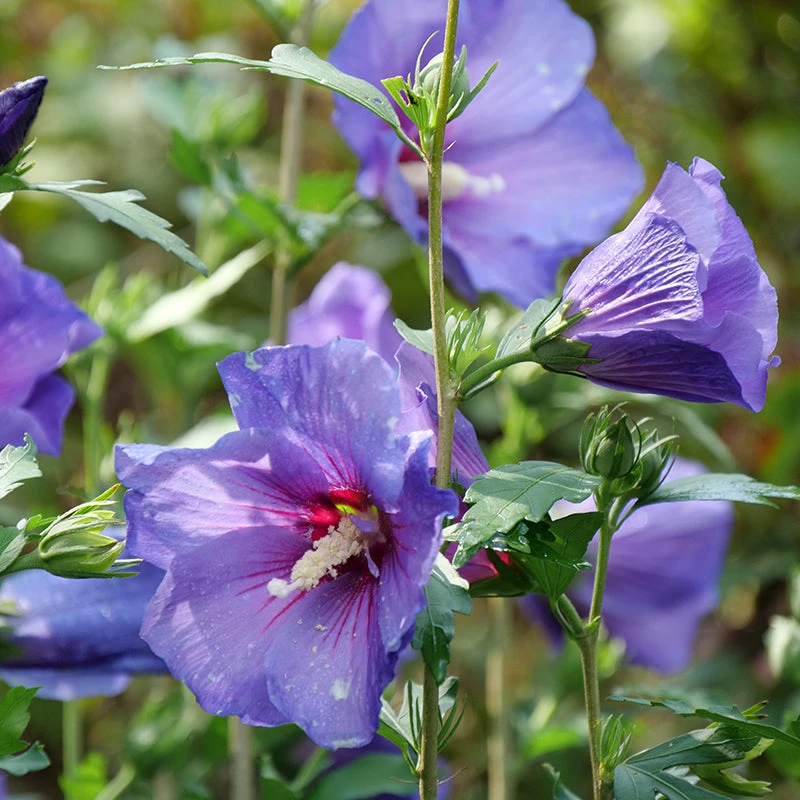 Paraplu Violet® Rose Of Sharon 3 Paraplu Violet® Rose Of Sharon
