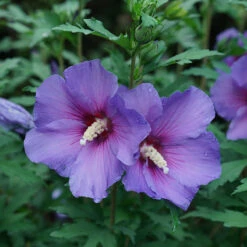 Paraplu Violet® Rose Of Sharon 8 Paraplu Violet® Rose Of Sharon -Garden Plants Store Hibiscus Paraplu Violet 3