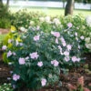 Pollypetite® Rose Of Sharon -Garden Plants Store Hibiscus Pollypetite 1 P