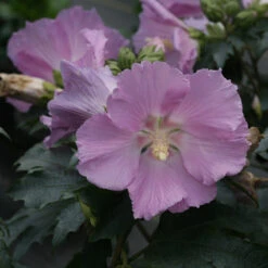 Pollypetite® Rose Of Sharon -Garden Plants Store Hibiscus Pollypetite 2 P