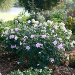 Pollypetite® Rose Of Sharon -Garden Plants Store Hibiscus Pollypetite 3 P