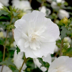 White Chiffon® Rose Of Sharon