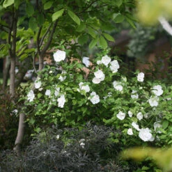 White Chiffon® Rose Of Sharon -Garden Plants Store Hibiscus White Chiffon 3 P