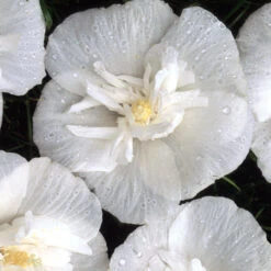 White Chiffon® Rose Of Sharon -Garden Plants Store Hibiscus White Chiffon 4 P