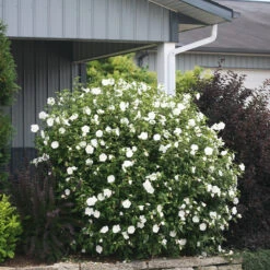 White Chiffon® Rose Of Sharon -Garden Plants Store Hibiscus White Chiffon 5 P