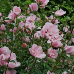 Pink Chiffon® Rose Of Sharon -Garden Plants Store HibiscusPinkChiffonDSC02042 800x800 76e0ba8