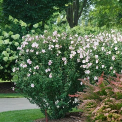 Pink Chiffon® Rose Of Sharon -Garden Plants Store HibiscusPinkChiffonDSC08280 800x800 e1172b5
