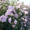 Pink Chiffon® Rose Of Sharon -Garden Plants Store HibiscusPinkChiffonP1094802 800x800 fb8634b