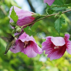 Purple Pillar® Rose Of Sharon -Garden Plants Store HibiscusPurplePillarDSC05014c 800x800 505c099