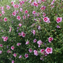 Purple Pillar® Rose Of Sharon -Garden Plants Store HibiscusPurplePillarP1239242 800x800 ef37e54