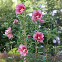 Red Pillar™ Rose Of Sharon