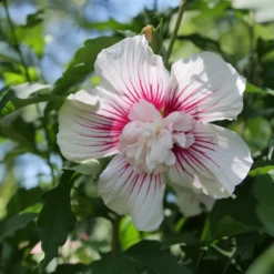 Starblast Chiffon™ Rose Of Sharon -Garden Plants Store HibiscusStarblastChiffonP1207168 1080x1080 117fe33
