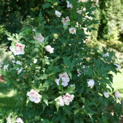 Starblast Chiffon™ Rose Of Sharon -Garden Plants Store HibiscusStarblastChiffonP1218090 1080x1080 5fa52ec