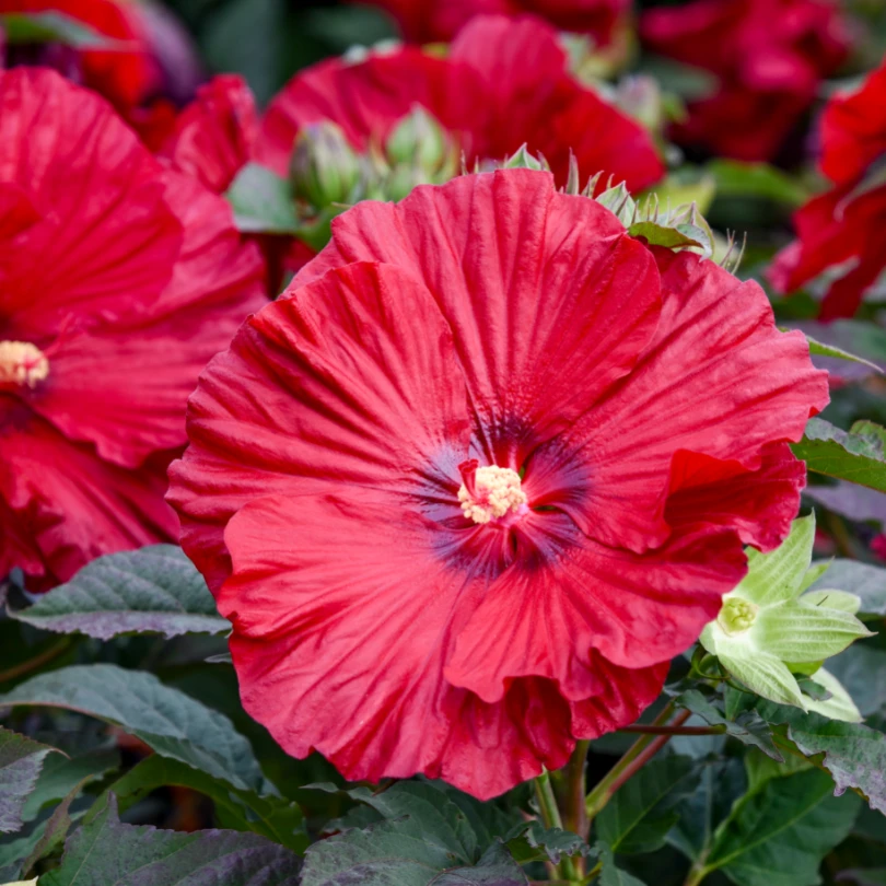 Summerific® 'Garnet Globes' Perennial Hibiscus 4 Summerific® 'Garnet Globes' Perennial Hibiscus - Image 2