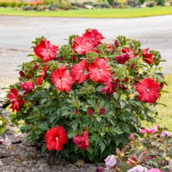 Summerific® 'Garnet Globes' Perennial Hibiscus 8 Summerific® 'Garnet Globes' Perennial Hibiscus -Garden Plants Store Hibiscus Garnet Globes 1