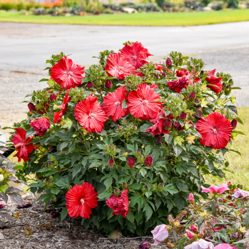 Summerific® 'Garnet Globes' Perennial Hibiscus 5 Summerific® 'Garnet Globes' Perennial Hibiscus - Image 3
