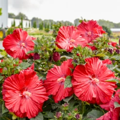 Summerific® 'Garnet Globes' Perennial Hibiscus