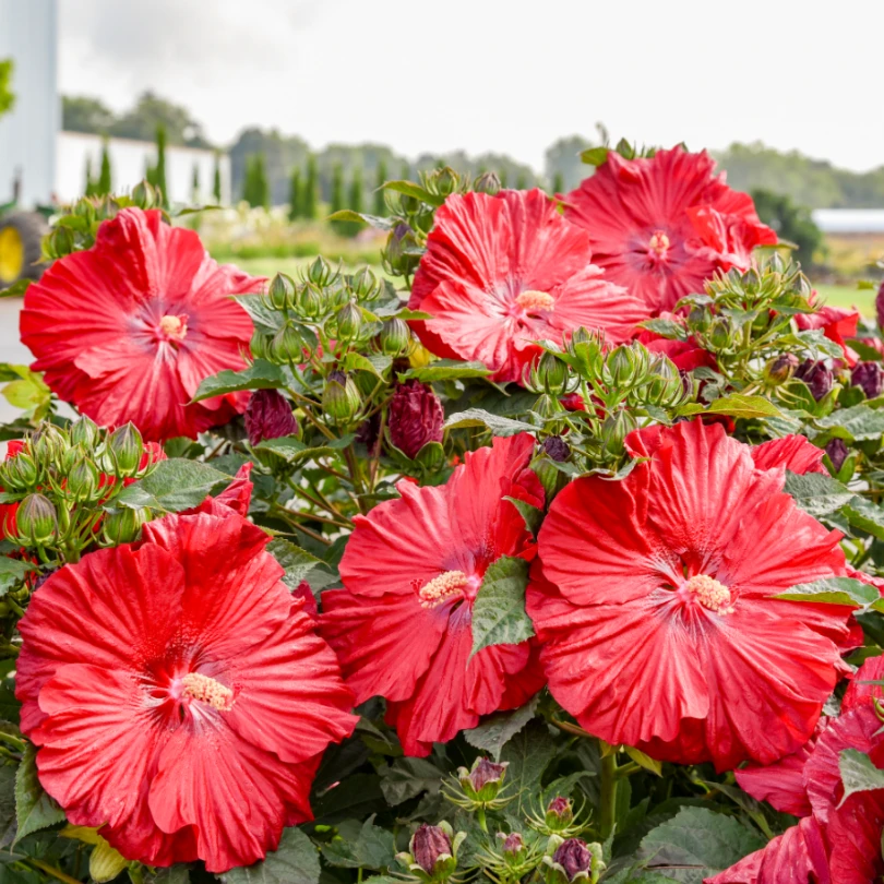 Summerific® 'Garnet Globes' Perennial Hibiscus 3 Summerific® 'Garnet Globes' Perennial Hibiscus