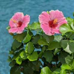 Hollywood Hibiscus™ America's Sweetheart™ Tropical Hibiscus -Garden Plants Store Hibiscusrosa sinensisHollywoodAmericasSweetheartPool4 800x800 827728e