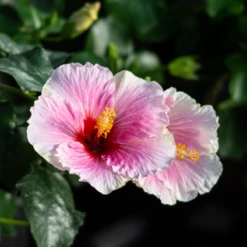 Hollywood Hibiscus™ America's Sweetheart™ Tropical Hibiscus -Garden Plants Store Hibiscusrosa sinensisHollywoodAmericasSweetheart 4 800x800 1c63a6e