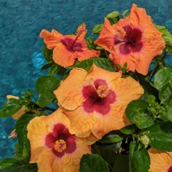 Hollywood Hibiscus™ Disco Diva™ Tropical Hibiscus -Garden Plants Store Hibiscusrosa sinensisHollywoodDiscoDivaPool4 800x800 5f2eceb
