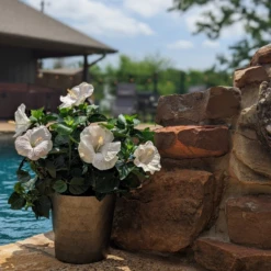 Hollywood Hibiscus™ Earth Angel™ Tropical Hibiscus 7 Hollywood Hibiscus™ Earth Angel™ Tropical Hibiscus -Garden Plants Store Hibiscusrosa sinensisHollywoodEarthAngelPool6 800x800 4576e28