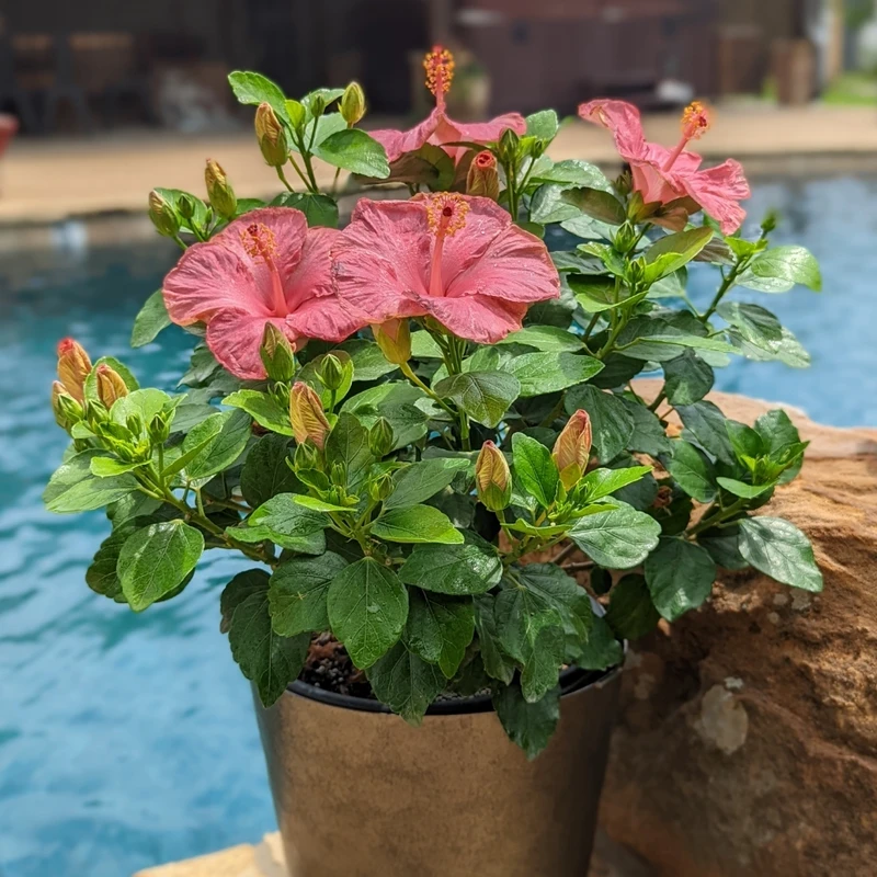 Hollywood Hibiscus™ First Lady™ Tropical Hibiscus 3 Hollywood Hibiscus™ First Lady™ Tropical Hibiscus