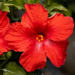 Hollywood Hibiscus™ First To Arrive™ Tropical Hibiscus 7 Hollywood Hibiscus™ First To Arrive™ Tropical Hibiscus -Garden Plants Store Hibiscusrosa sinensisHollywoodFirsttoArrive 3 800x800 5c74ca4