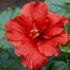Hollywood Hibiscus™ First To Arrive™ Tropical Hibiscus -Garden Plants Store Hibiscusrosa sinensisHollywoodFirsttoArrive 4 800x800 0865330